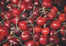 Rød sødme – kirsebærets fortryllende verden